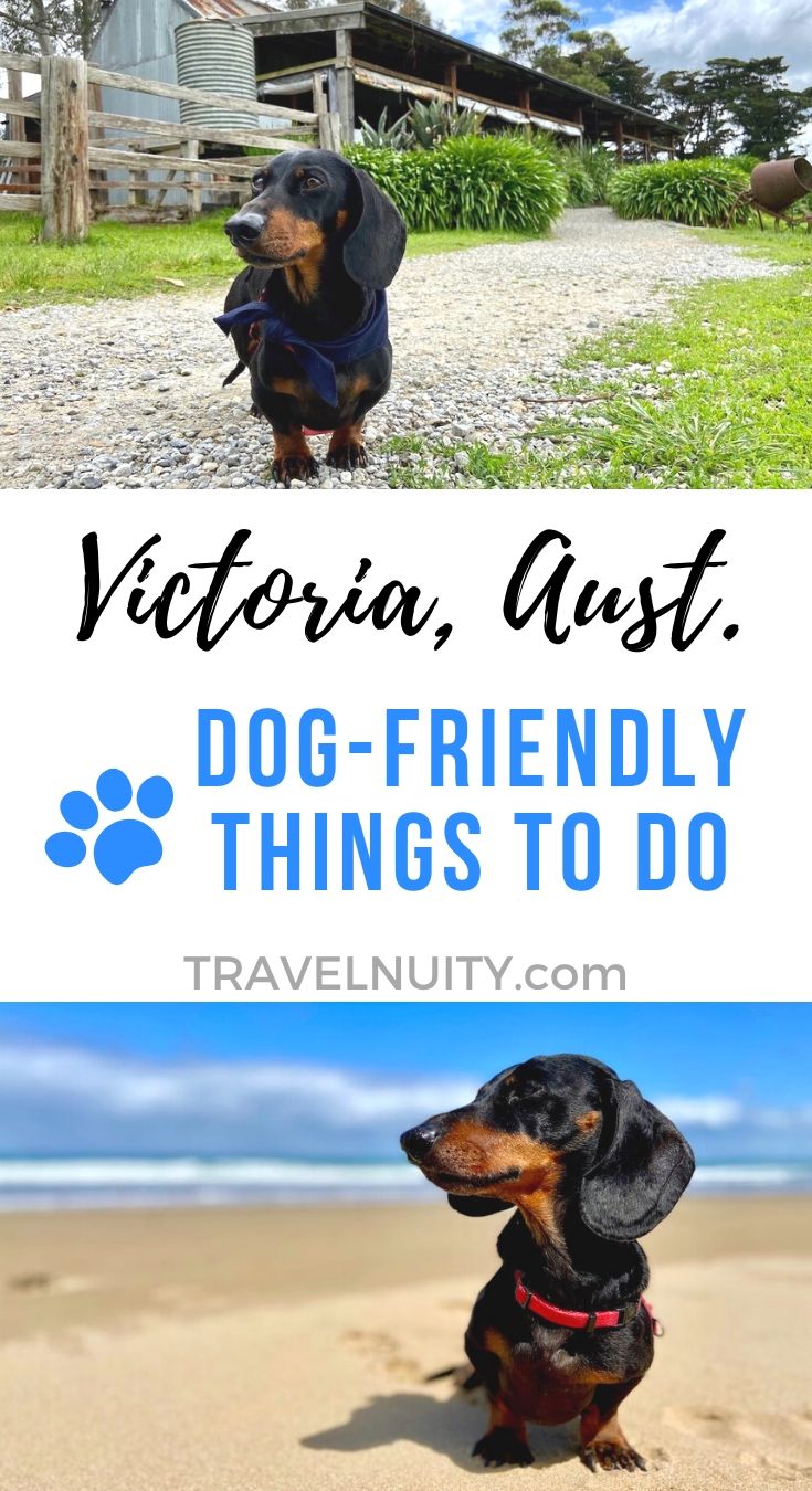 11 Fun DogFriendly Things to Do in Country Victoria Travelnuity