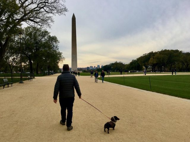 Visiting dog-friendly DC, walking a dog along the National Mall