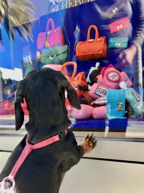 Dog window shopping on Rodeo Drive