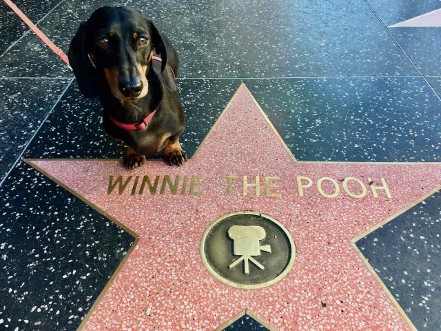 Dog at Winnie the Pooh star