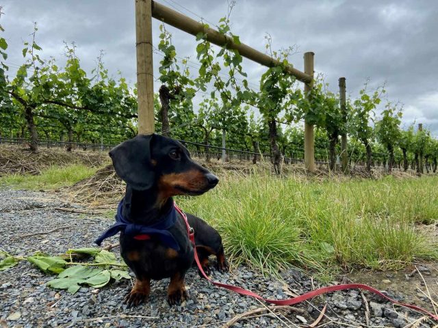 Dog at Yarra Valley