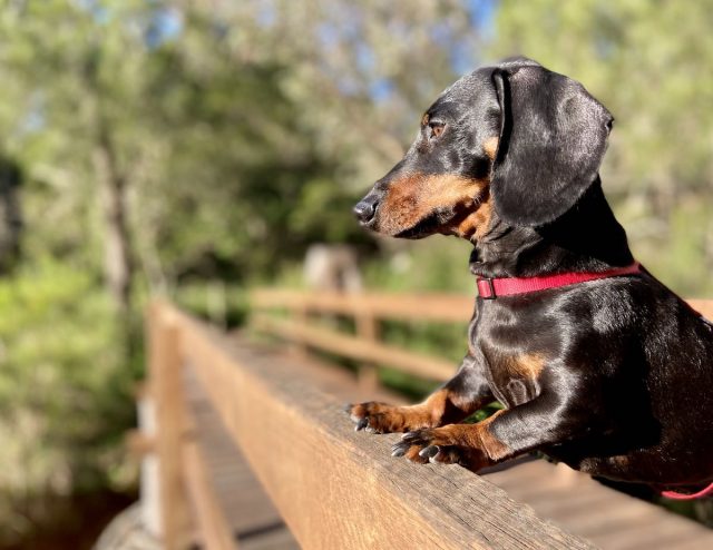 Abrahams Bosom Walking Track with dog