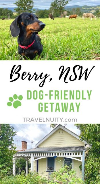 Berry & Kangaroo Valley Dog-Friendly Travel pin