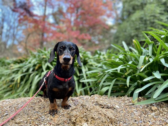 Campbell Rhododendron Gardens with dog