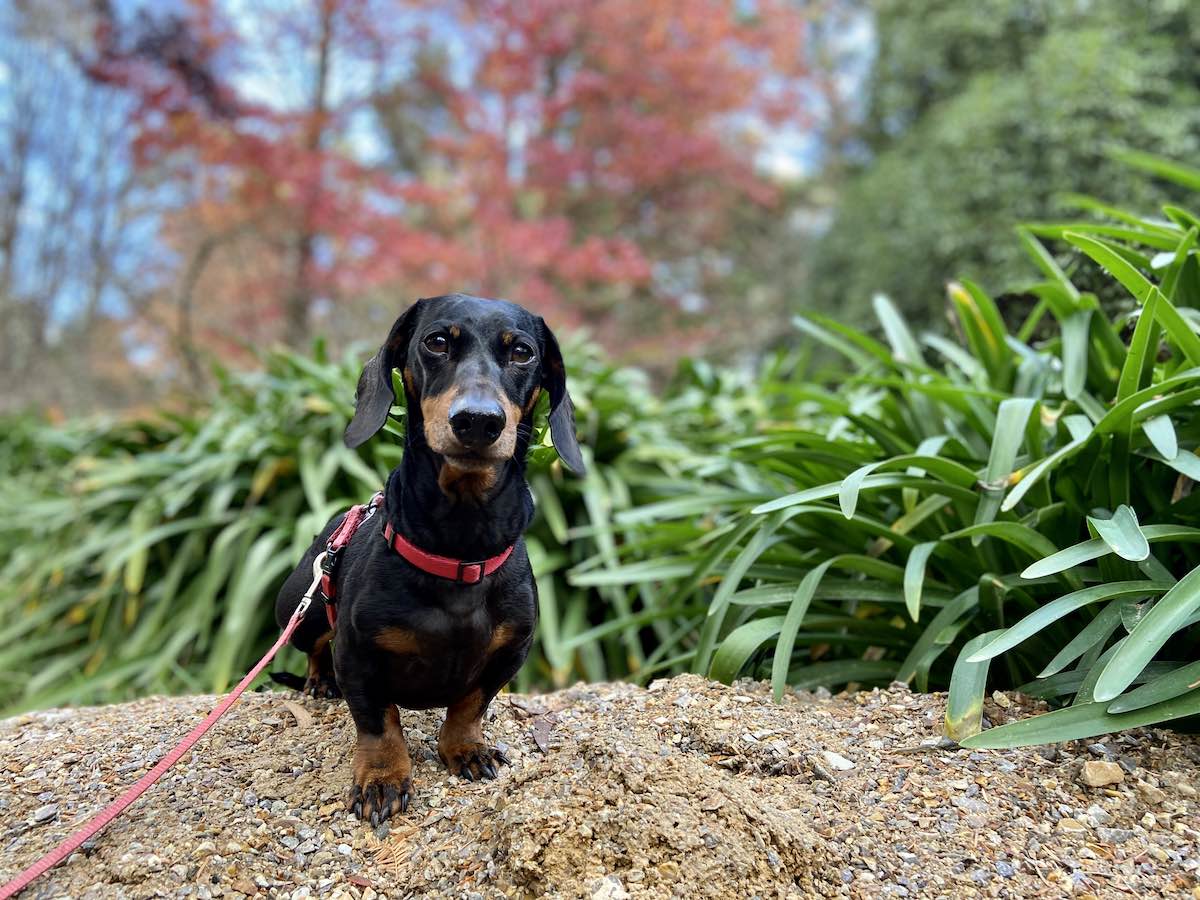 DogFriendly Blue Mountains Visiting with a Dog Travelnuity