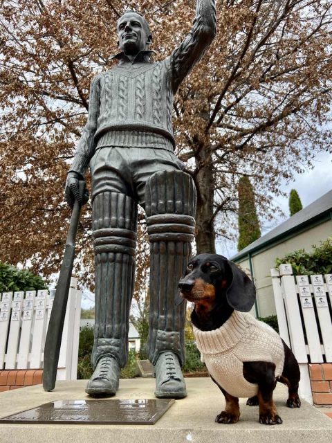 The statue of Don Bradman outside the Bradman Museum with a dog