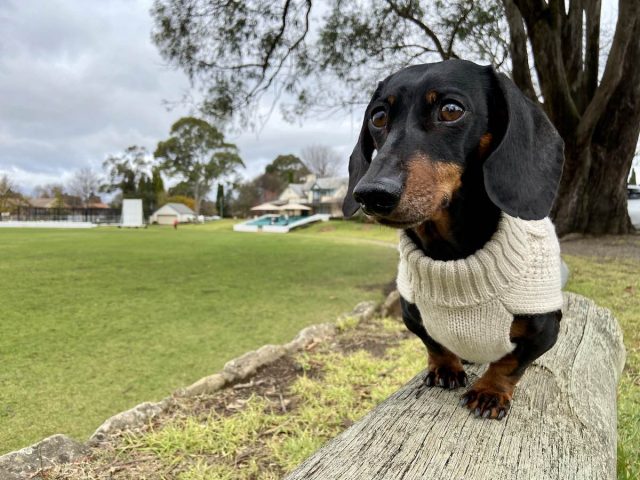 Bradman Oval with Dog