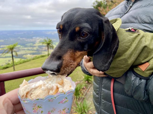 Dog eating puppycino at Cambewarra Mountain Lookout