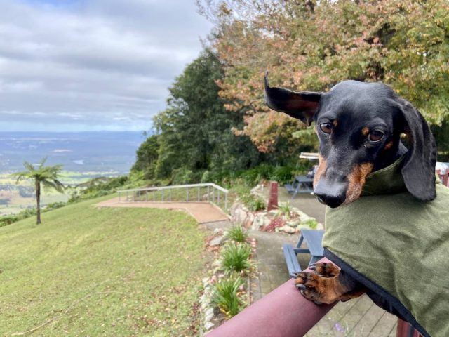 Dog at Cambewarra Mountain Lookout