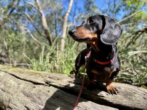 Camping with Dogs Australia