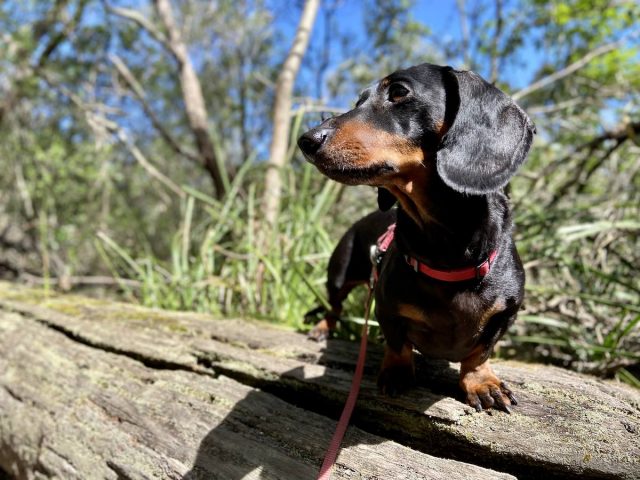 Hiking with dogs in Australia