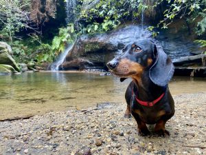 Dog-friendly day trips Sydney