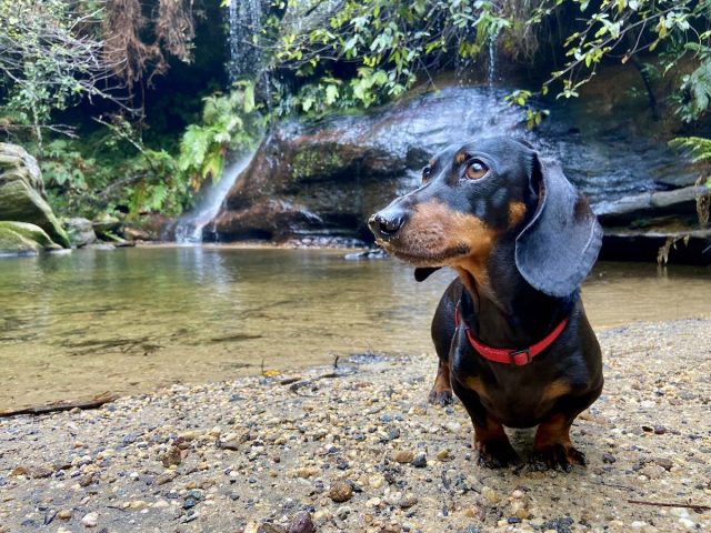 Dog in front of waterfalls at South Lawson