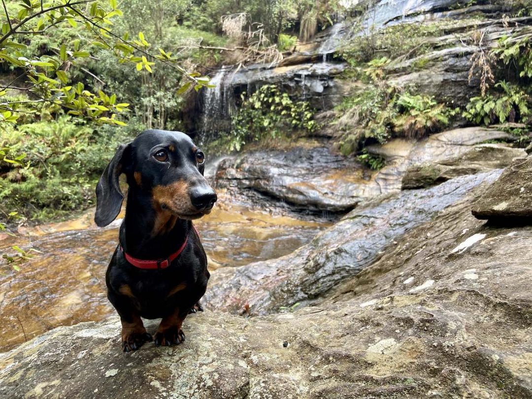 DogFriendly Blue Mountains Visiting with a Dog Travelnuity