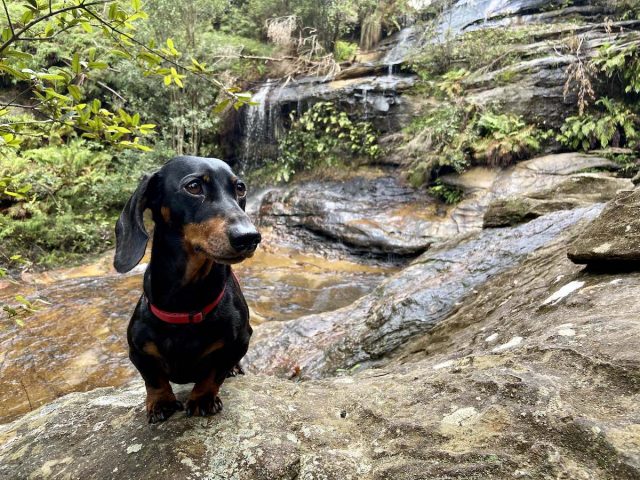 Cataract Falls Upper with Dog