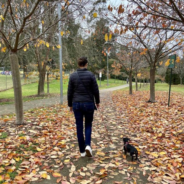 Cherry Tree Walk with Dog