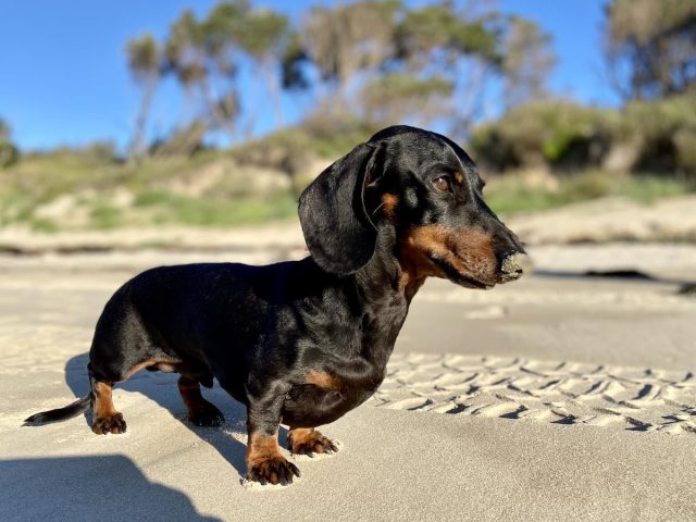 Currarong Beach, a dog-friendly beach near Jervis Bay