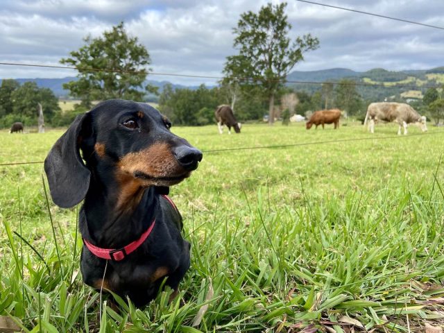 Dog-Friendly Berry Kangaroo Valley