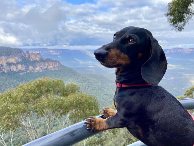 Dog-Friendly Blue Mountains