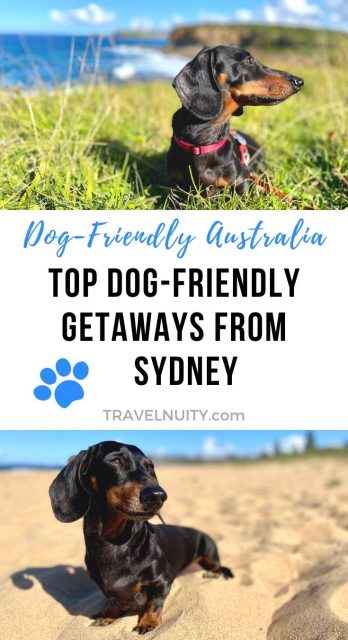 Dog-Friendly Getaways from Sydney