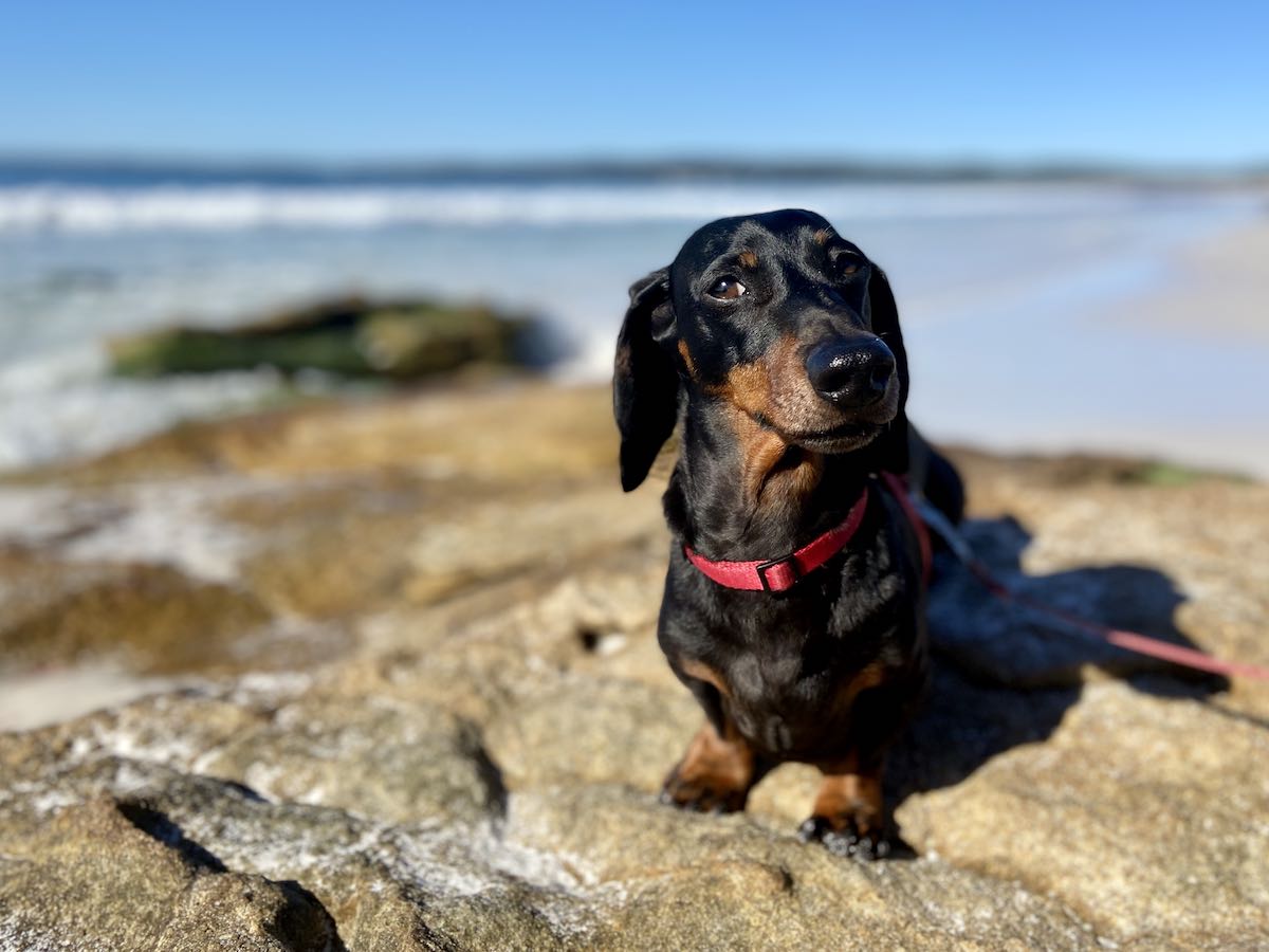 https://www.travelnuity.com/wp-content/uploads/2020/05/Dog-Friendly-Jervis-Bay.jpg