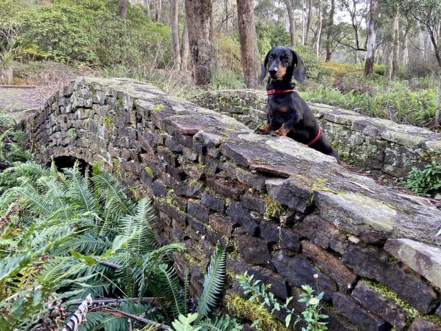 Dog at Campbell Rhododendron Gardens