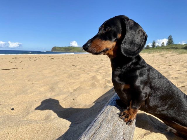 Dog-friendly beaches NSW - Werri Beach in Gerringong