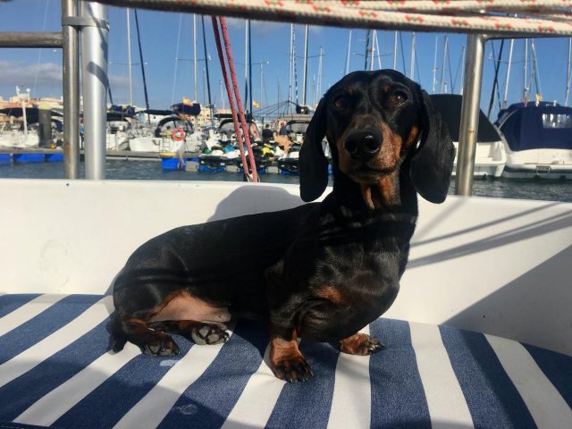 Dog on board yacht in Tenerife