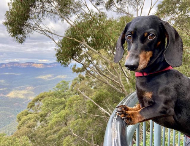 Eagle Hawk Lookout with Dog