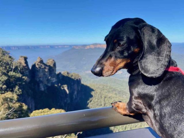 Echo Point Lookout with Dog