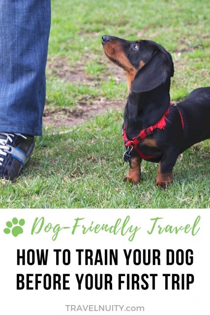 How to Train Your Dog Before Travel