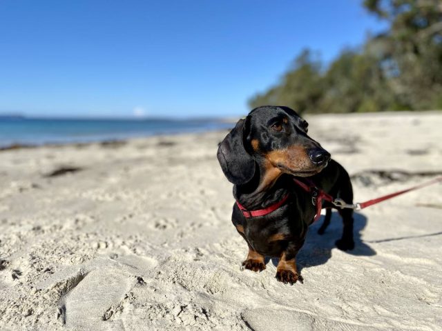 Huskisson Beach, a dog-friendly beach on Jervis Bay