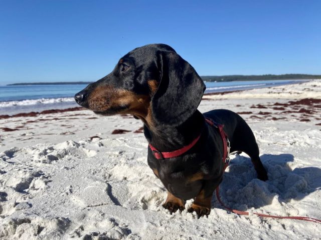 Dog-Friendly Jervis Bay