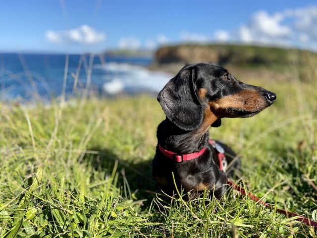 Kiama Coast Walk view with dog