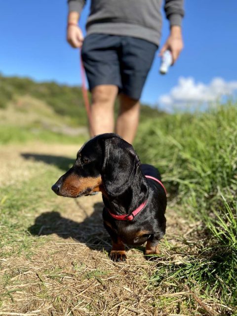 Dog walking on Kiama Coast Walk