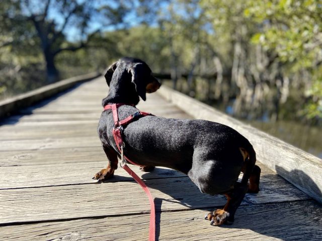 Dog on Mangrove Boardwalk in Huskisson