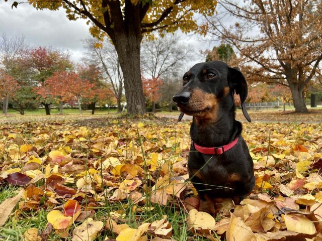 Near the Cherry Tree Walk