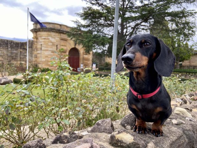 Old Berrima Gaol with Dog