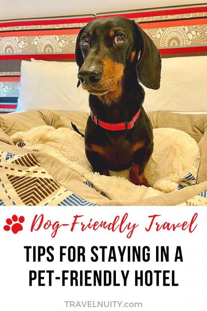 Pet-Friendly Hotel Tips