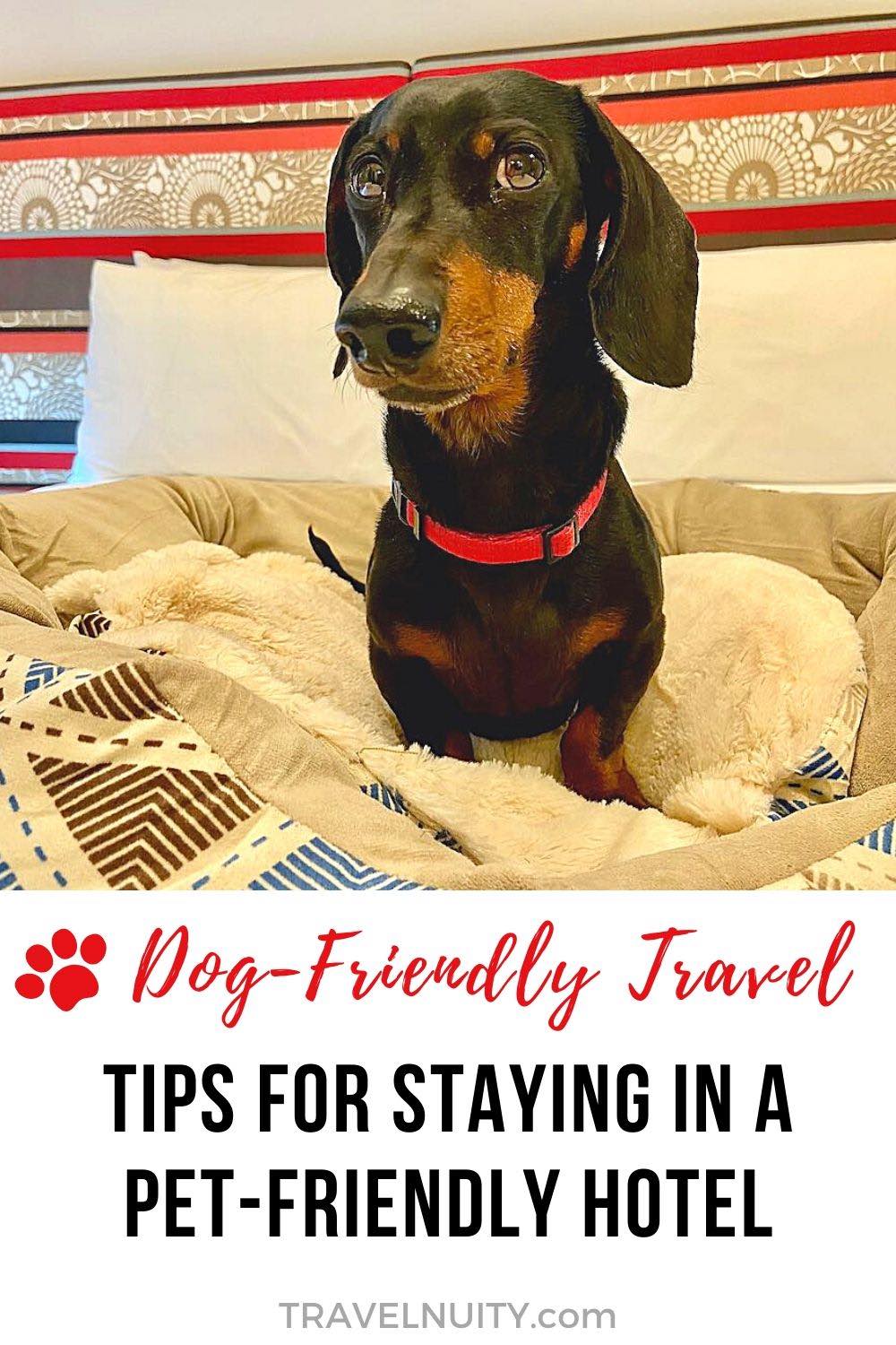 9 Tips for Staying in a PetFriendly Hotel with Your Dog Travelnuity