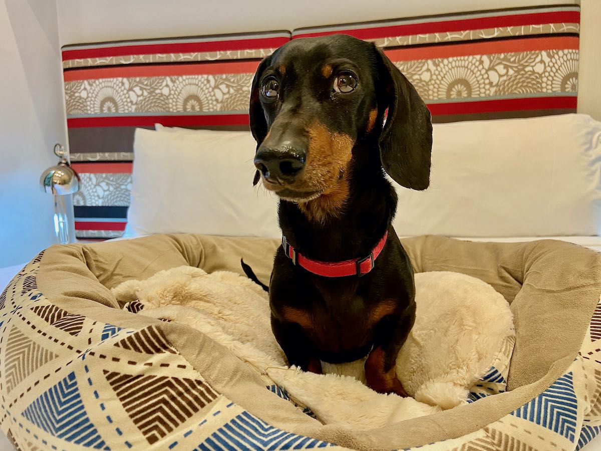 9 Tips for Your Staying in a PetFriendly Hotel with Your