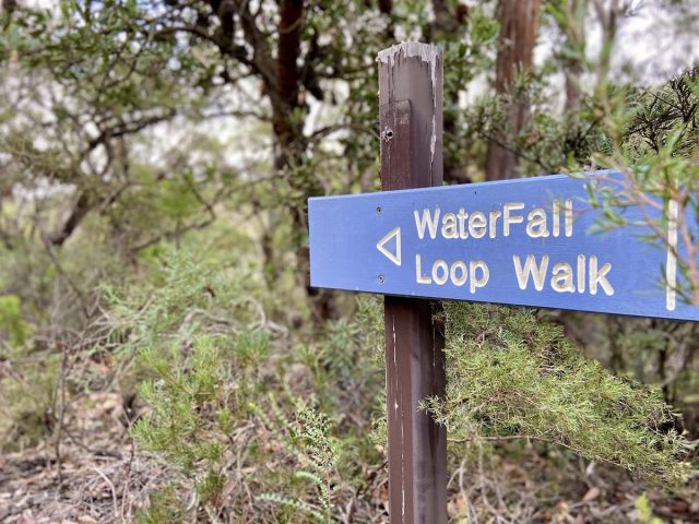 Dog-friendly bush walks near Sydney