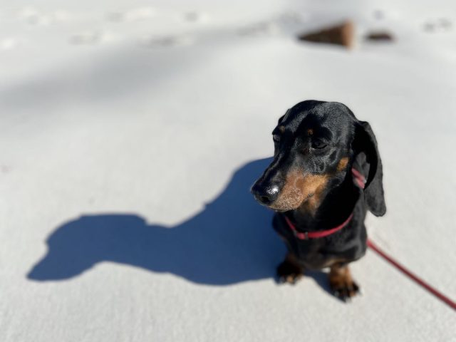 Dog on the white sand of Hyam's Beach