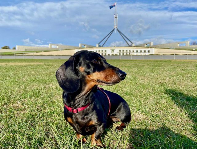 Dog in front of Australia's Parliament House