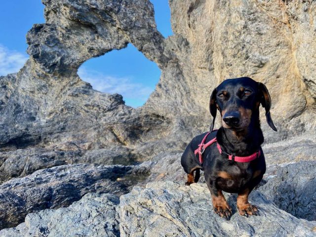 Dog at Australia Rock, Narooma