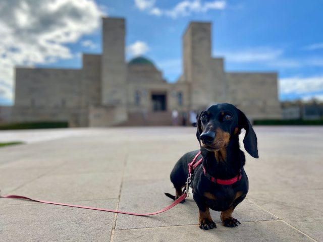 Dog in front of the exterior of the Australian War Memorial