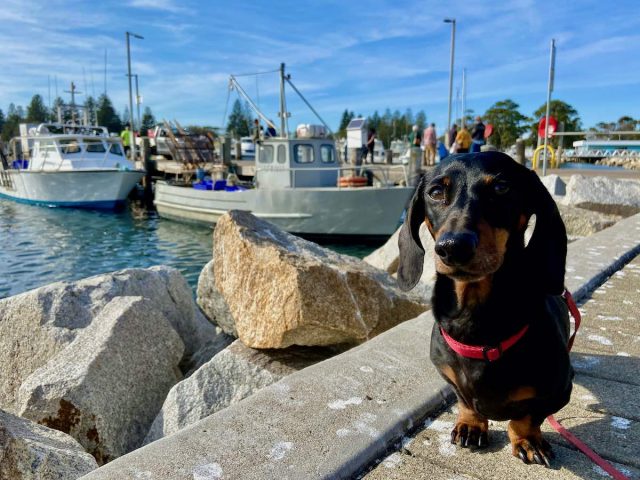 Bermagui Wharf with Dog