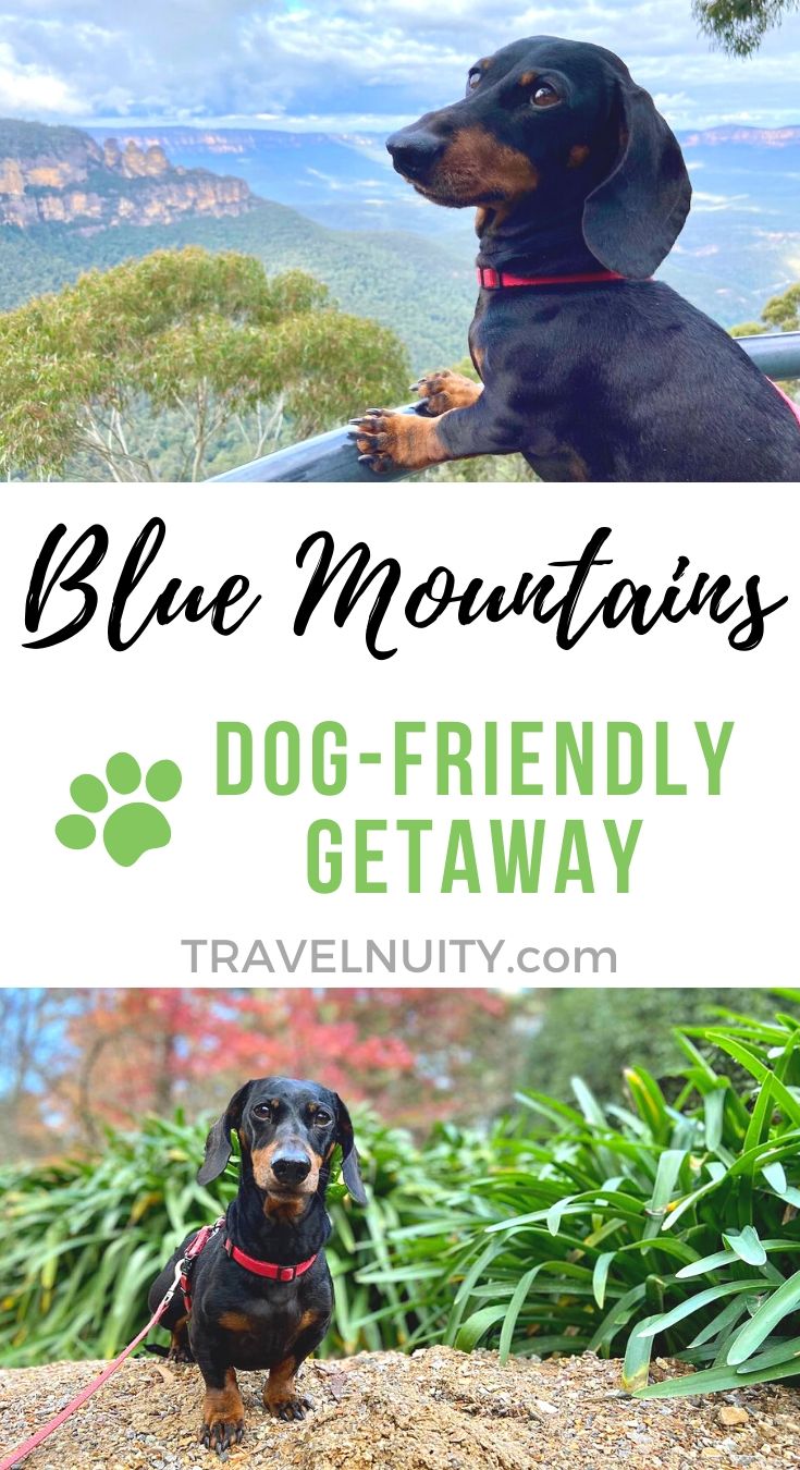 DogFriendly Blue Mountains Visiting with a Dog Travelnuity