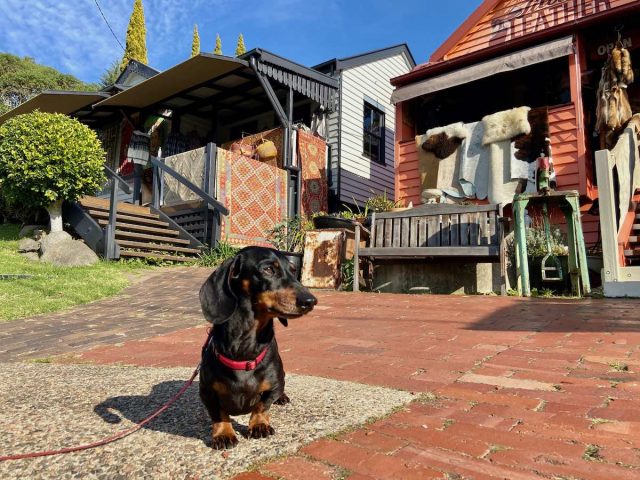 Dog outside shops at Central Tilba