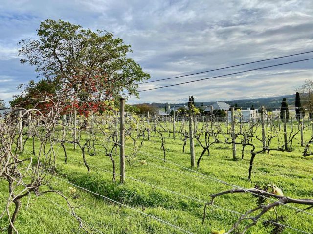 Cupitts Estate Vines